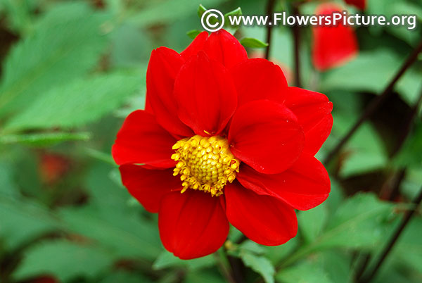 Single red dahlia