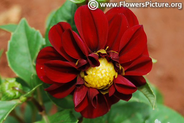 Small maroon dahlia