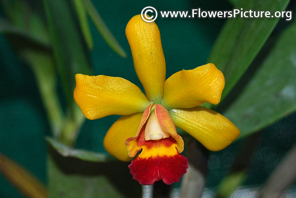 Sophrolaeliocattleya slc mine gold orchid