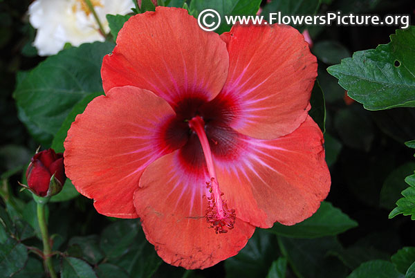 Tropical hibiscus chasing rainbows