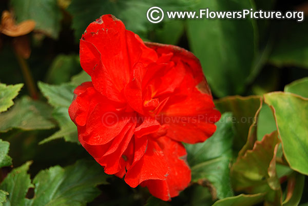 Tuberous begonia