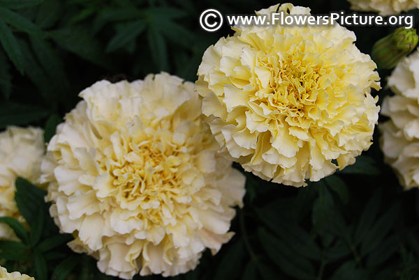 Vanilla african marigold