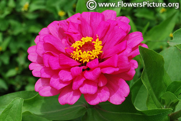 Violet queen zinnia