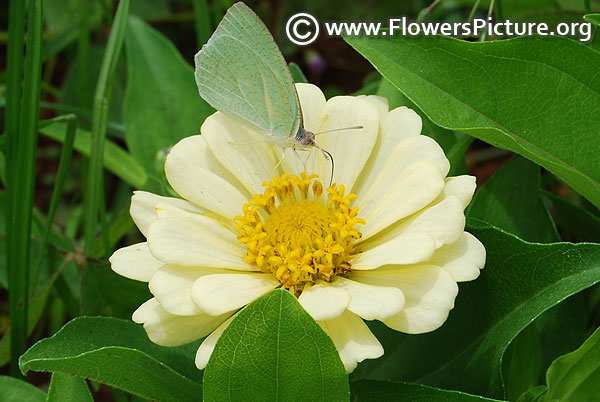 White butterfly on white dahlia