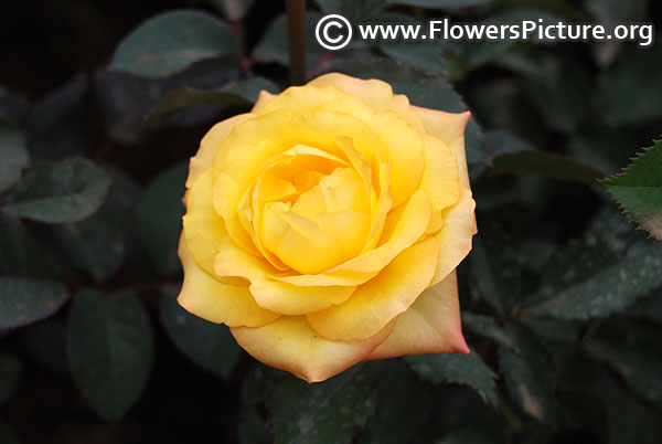 Yellow apricot rose