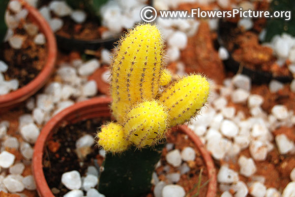 Yellow cactus