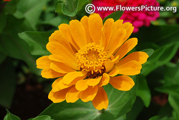 Yellow dwarf zinnia