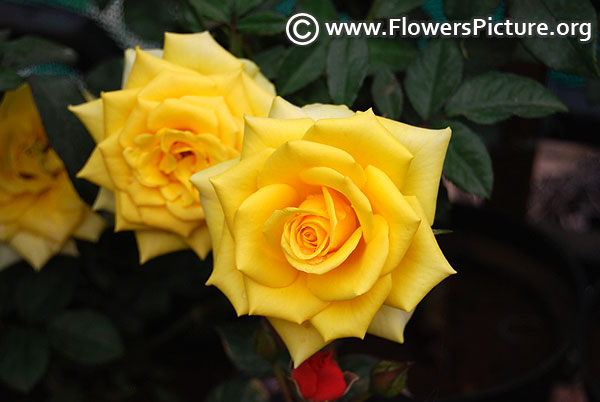 Yellow kenyan rose