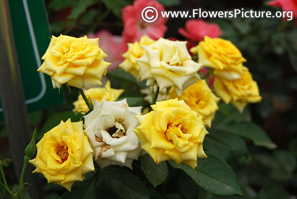 Yellow patio rose lalbagh