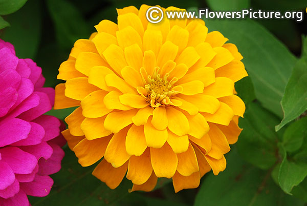 Golden yellow zinnia