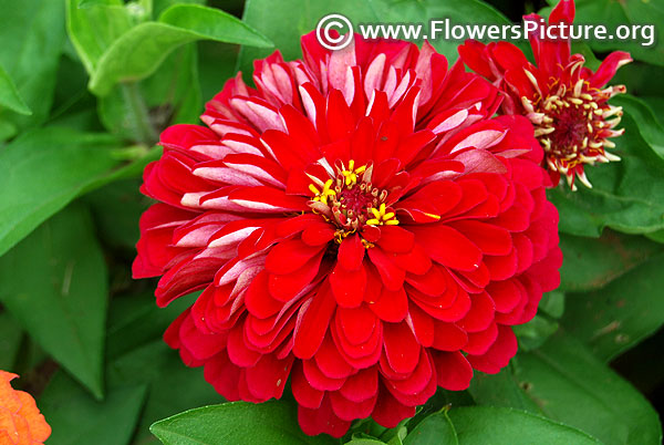 Zinnia benary giant wine