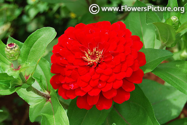 Zinnia benarys giant deep red