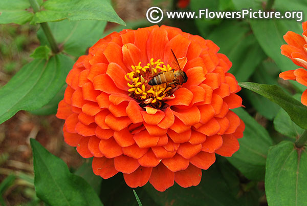 Zinnia california giants