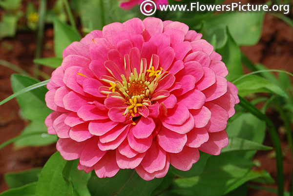 Zinnia dreamland pink