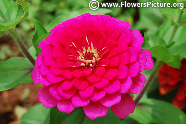 Zinnia dreamland rose