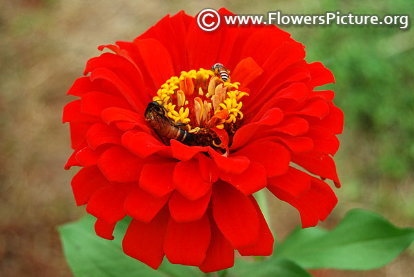 Zinnia elegans 2017