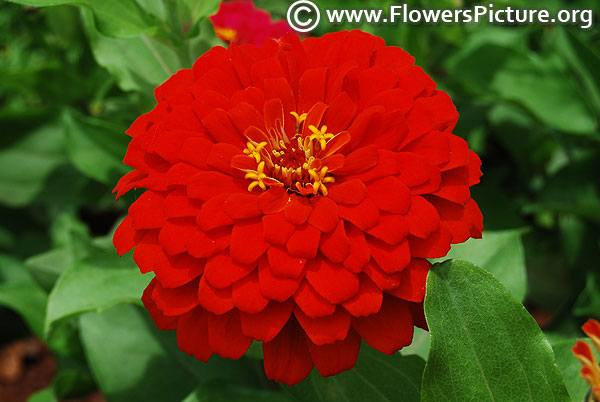 Zinnia elegans benarys giant scarlet