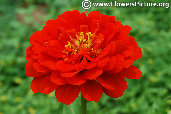 Zinnia elegans dreamland red