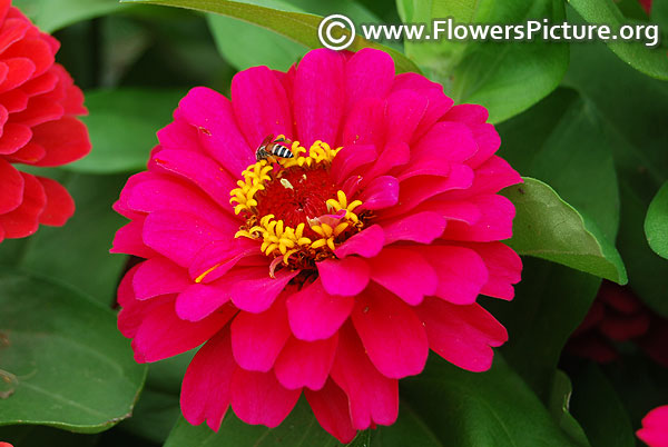 Zinnia elegans dreamland rose