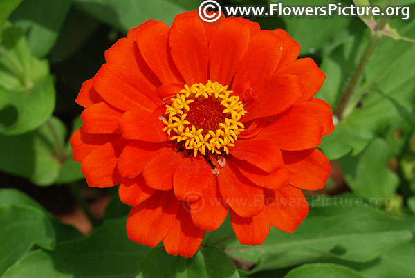 Zinnia elegans orange