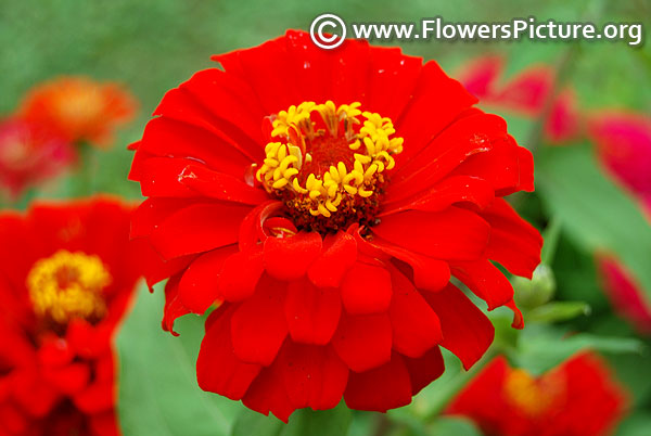 Zinnia elegans roja