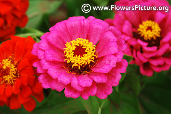 Zinnia elegans state fair