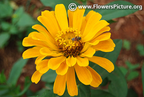 Zinnia elegans yellow 2017