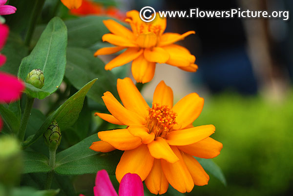 Zinnia haageana orange star