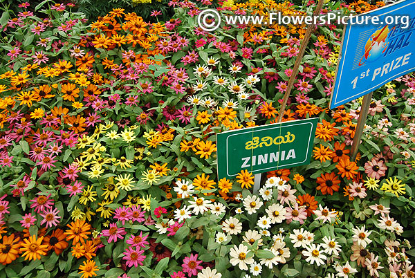 Zinnia profusion all varieties