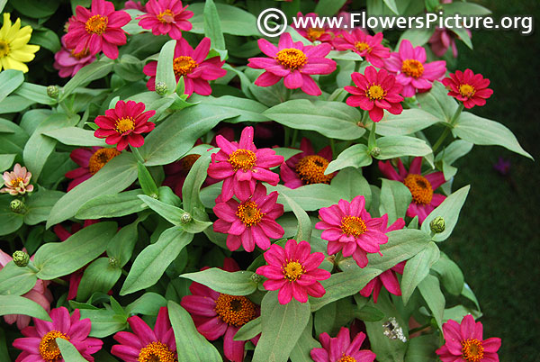 Zinnia profusion cherry