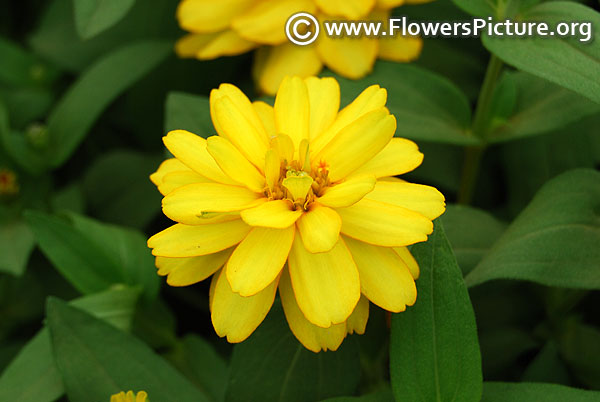 Zinnia profusion double yellow