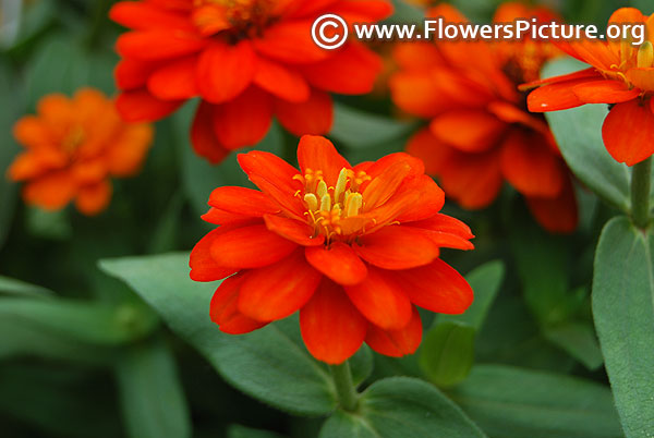 Zinnia profusion fire