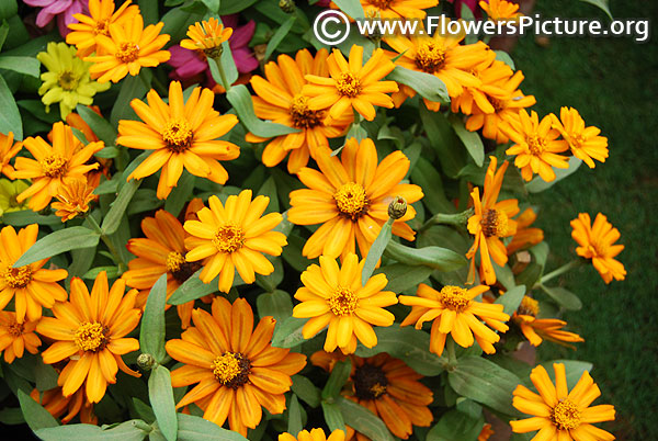 Zinnia profusion orange lalbagh 2017