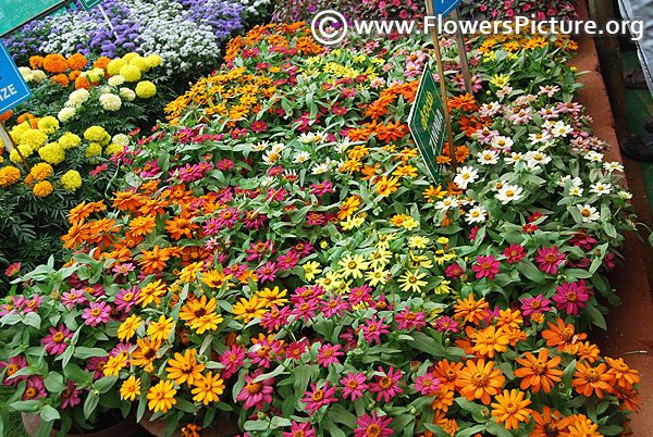 Zinnia varieties pots diaplay