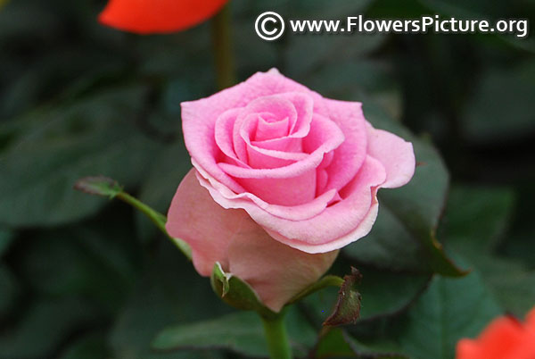 Pink miniature rose