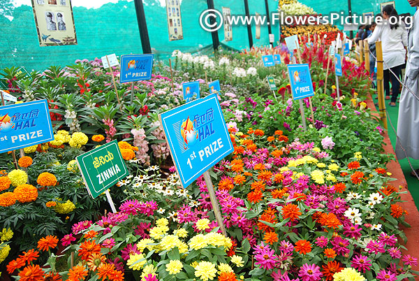 Lalbagh flower show 2018 tribute to lord bahubali