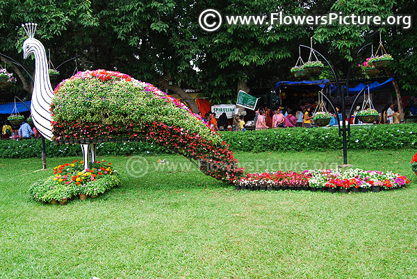 Floral peacock