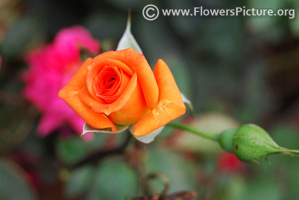 golden yellow patio rose