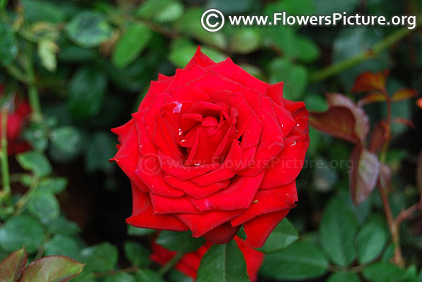 Helmut kohl rose