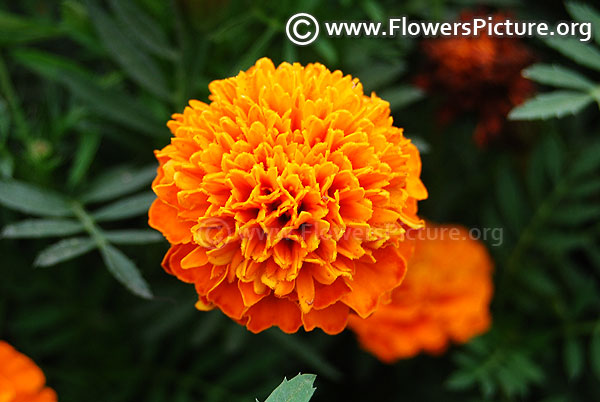 marigold chica orange