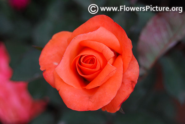 orange miniature rose