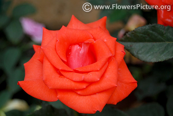 orange patio rose