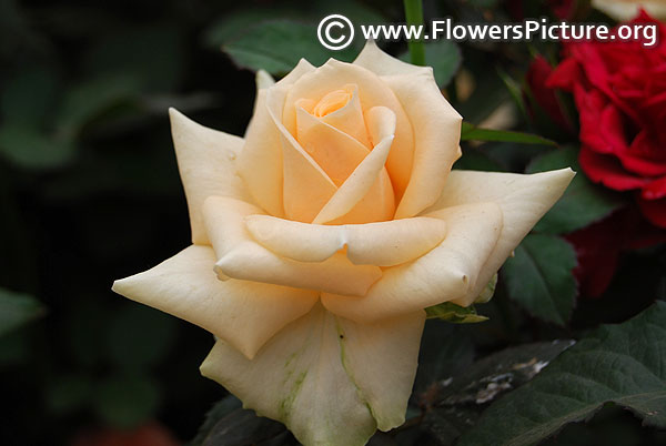 Peach color miniature rose