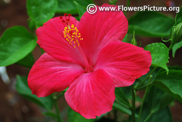 Pink hibiscus sembaruthi