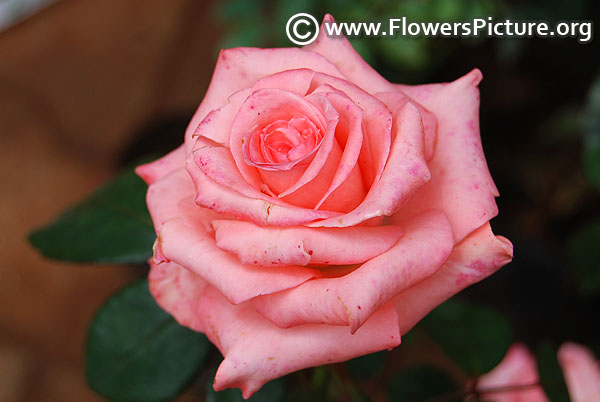 Pink rose lalbagh 2018 august