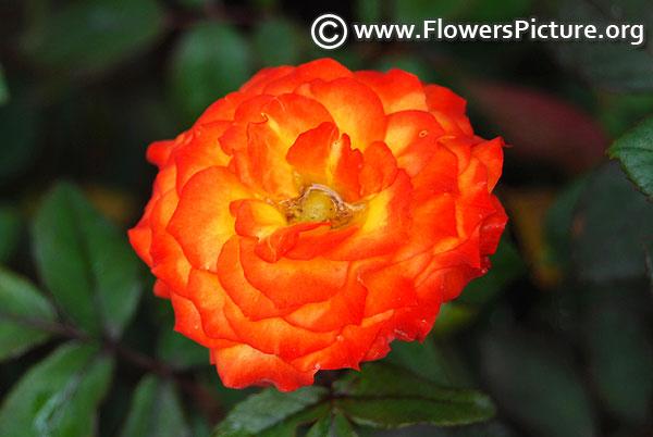 Red and orange patio rose