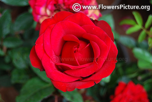 Red patio rose