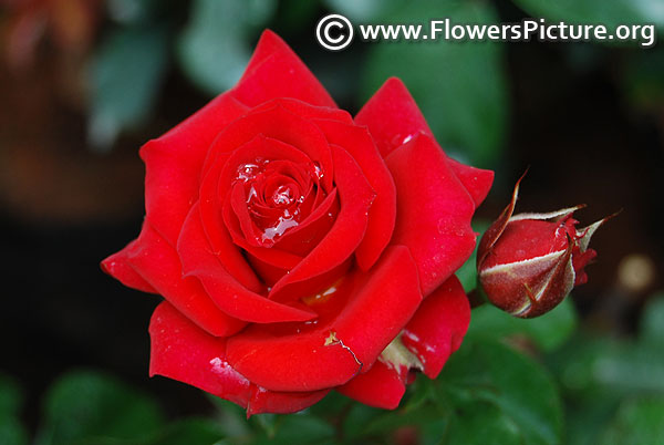 Red rose lalbagh august 2018