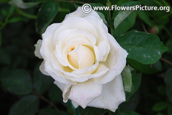 White miniature rose