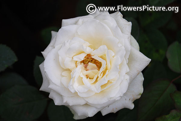 White rose